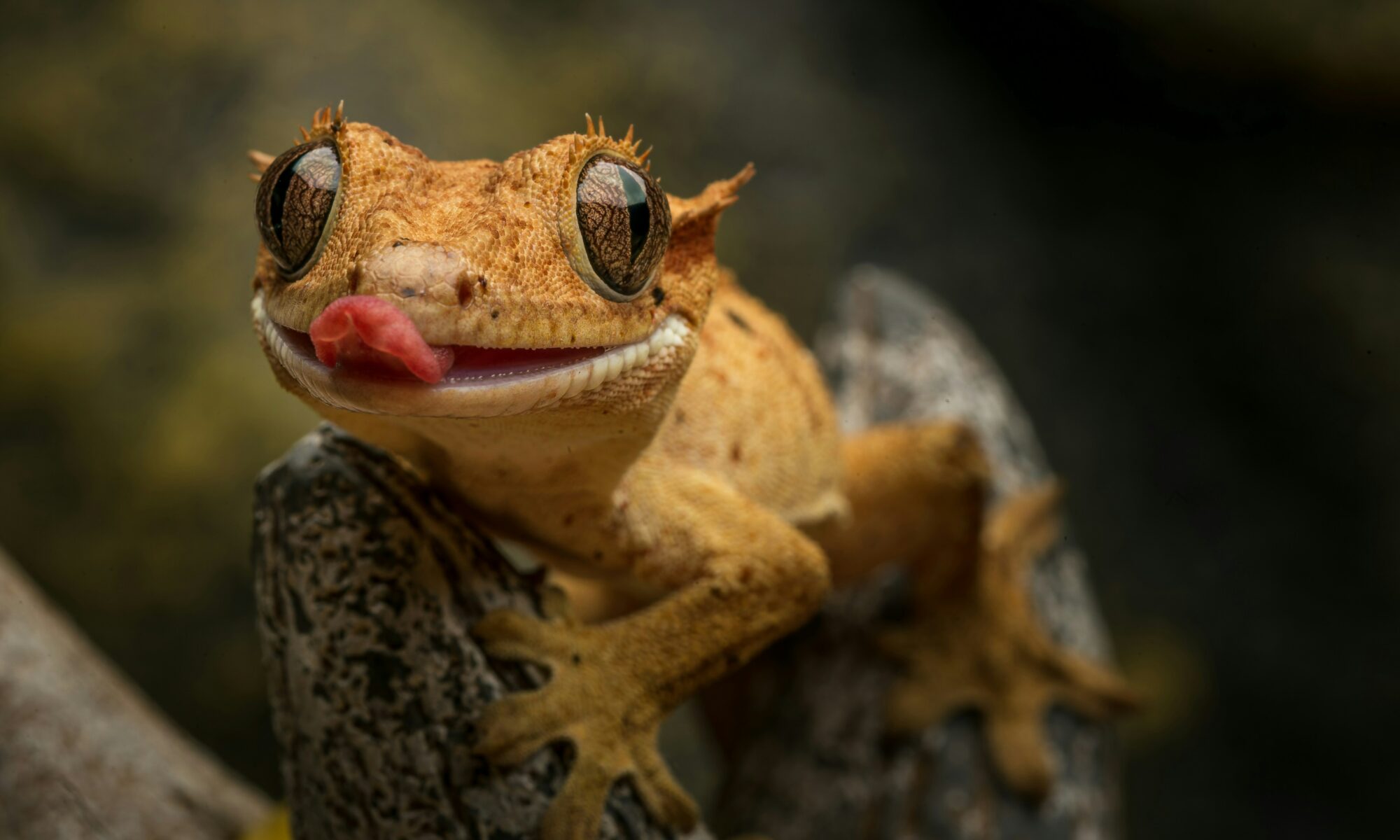 une grenouille tire la langue
