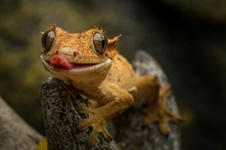 une grenouille tire la langue
