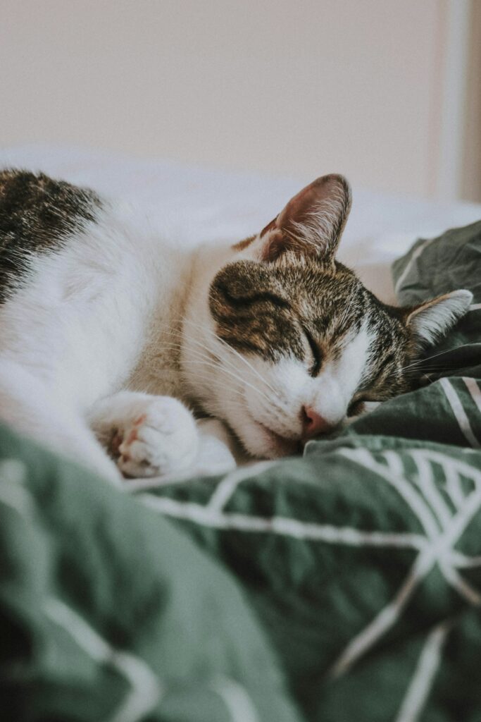 Un chat dort dans un lit