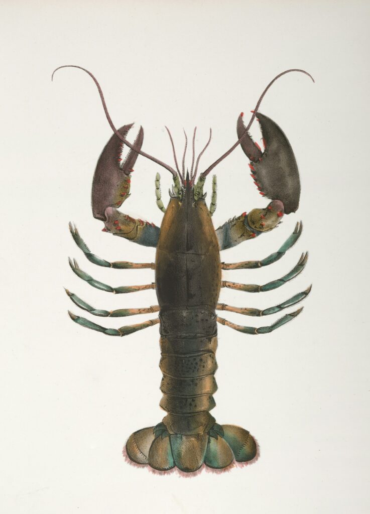 Un homard avec ses pinces asymétriques